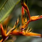 Heliconia