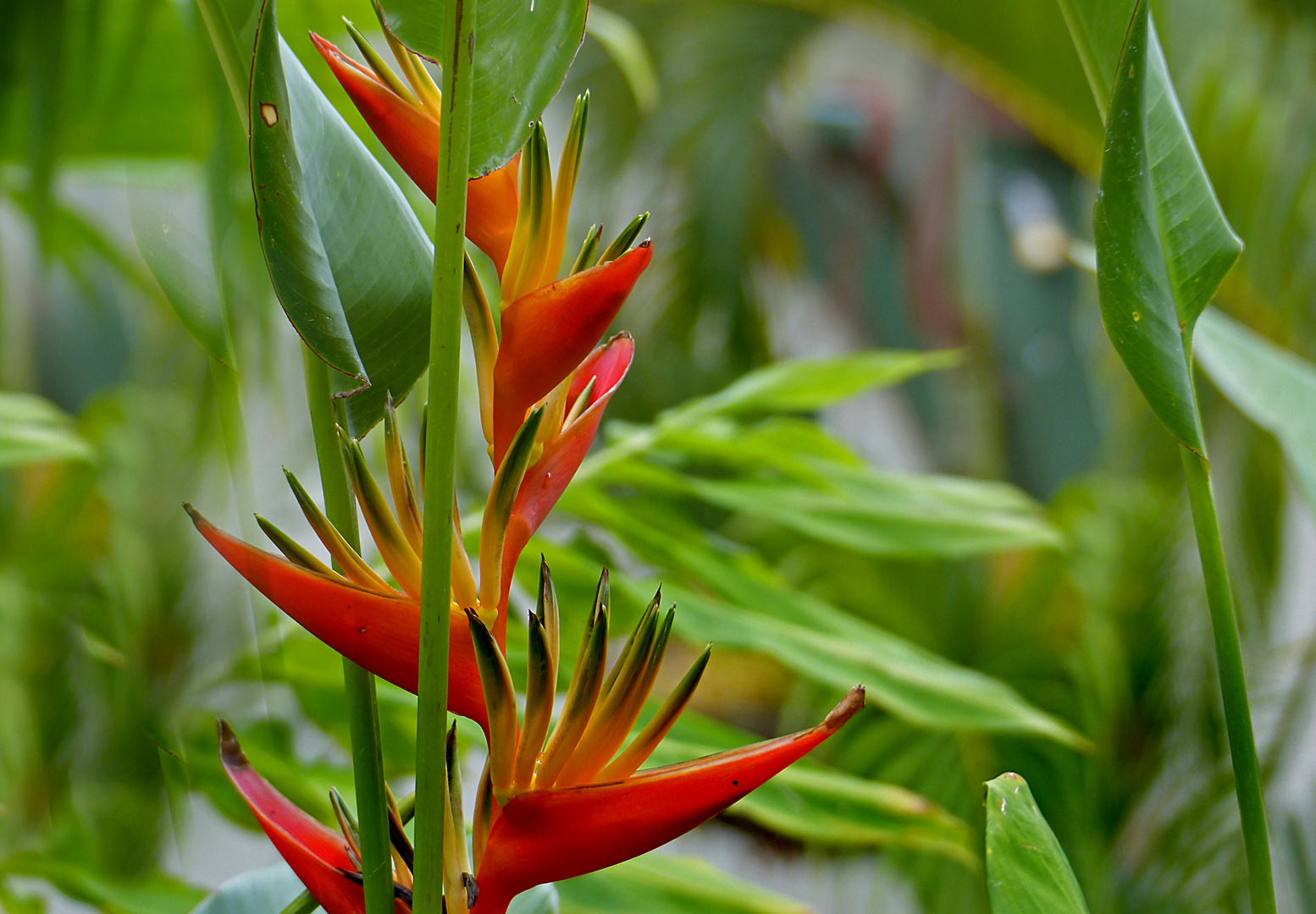 Heliconia