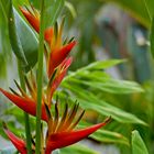 Heliconia