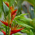 Heliconia