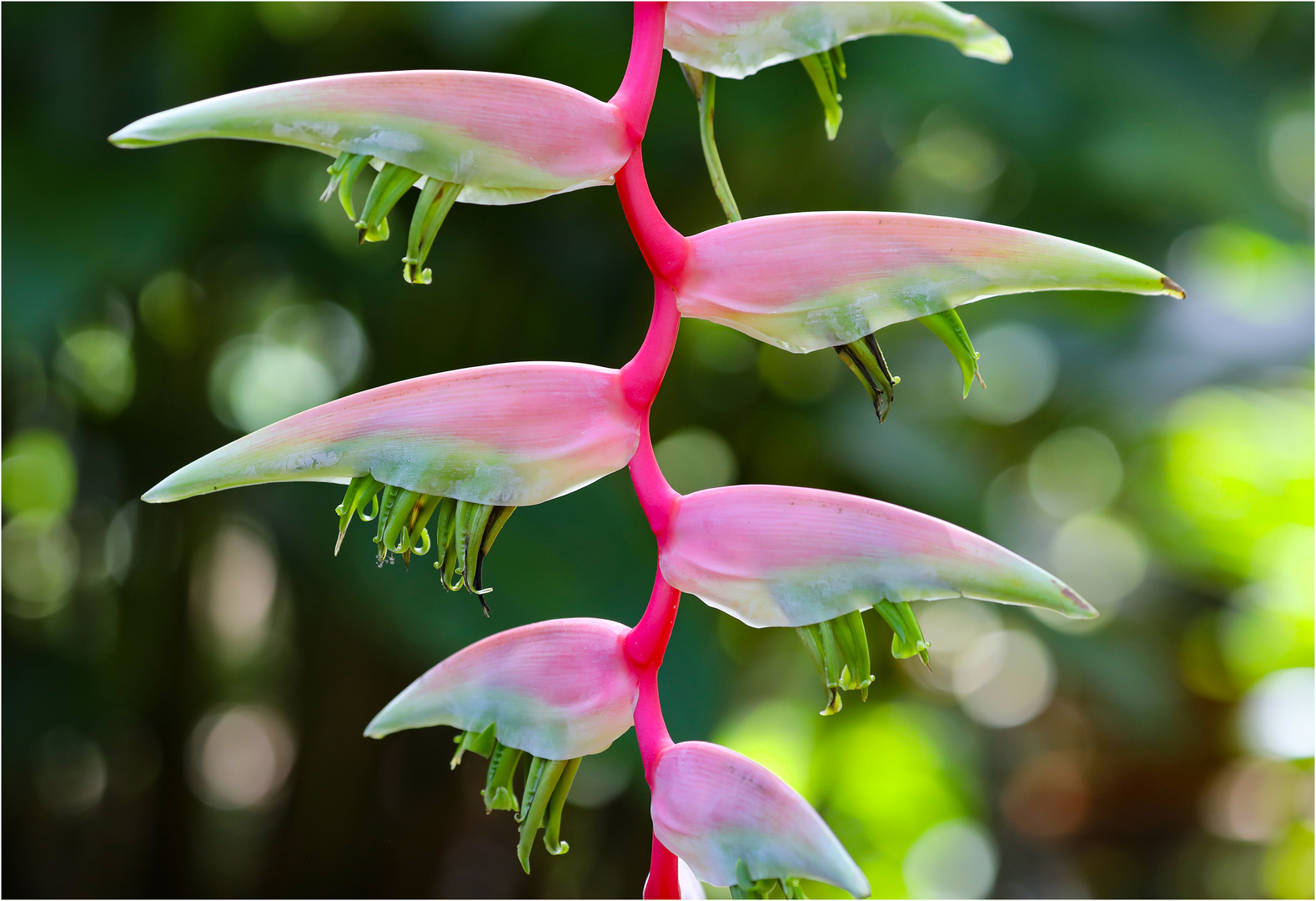 Heliconia - Cairns Botanic Gardens