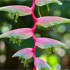 Heliconia - Cairns Botanic Gardens