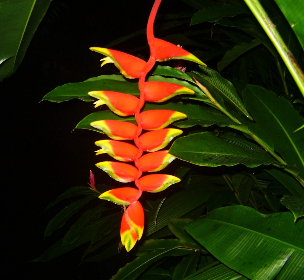 Heliconia, Costa Rica