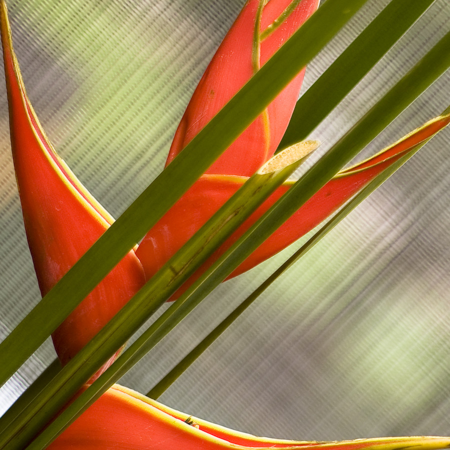 Heliconia!