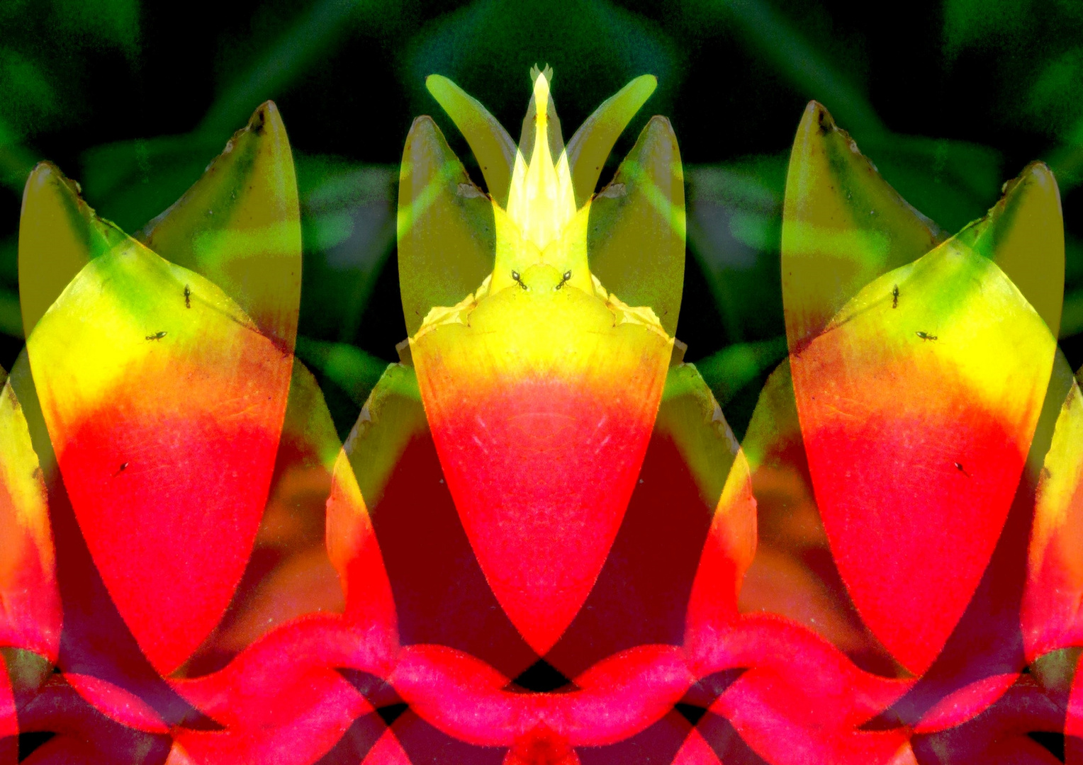 "Heliconia-Doppel"