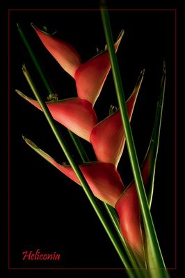 Heliconia