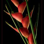 Heliconia