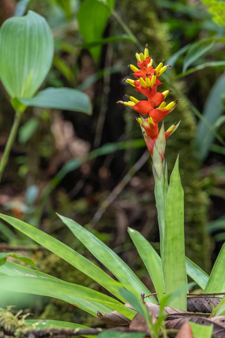 Heliconia, Hummerschere