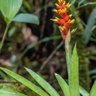 Heliconia, Hummerschere