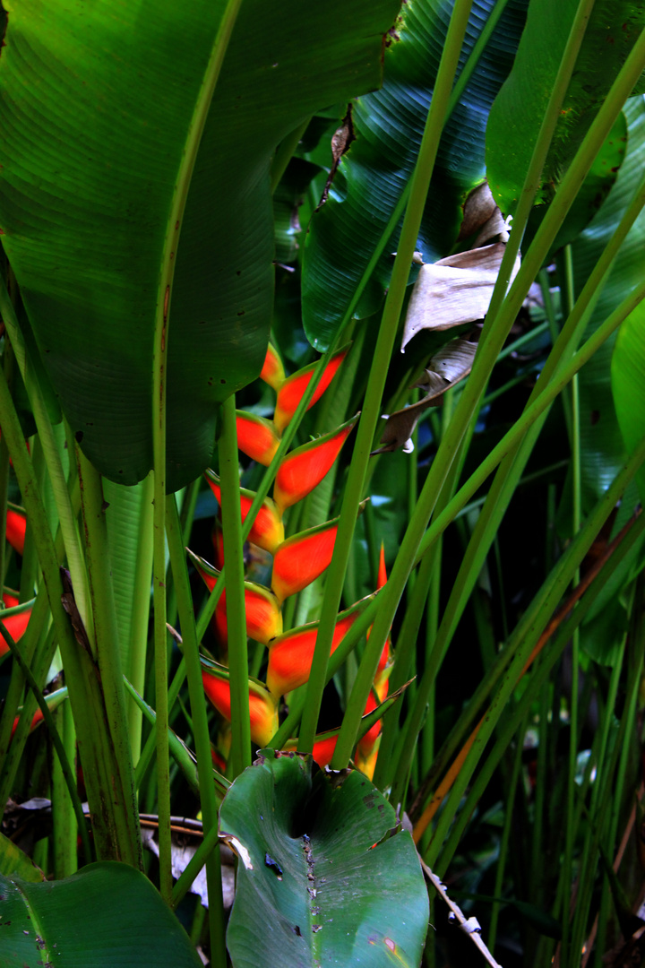 Heliconia III