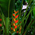 Heliconia III