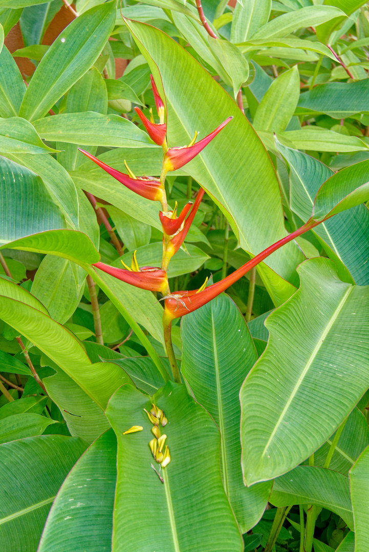 Heliconia latispatha