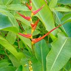 Heliconia latispatha