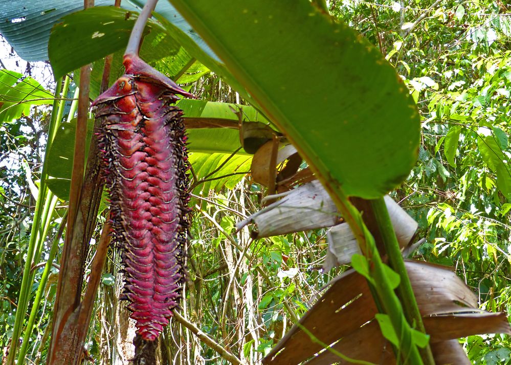 Heliconia mariae