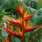 Heliconia nach dem Regen