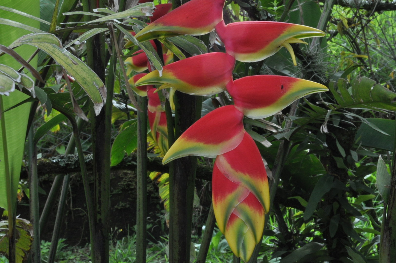 Heliconia, Planta exótica