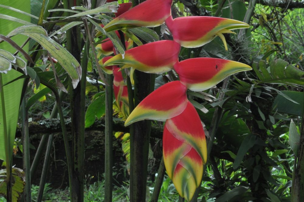 Heliconia, Planta exótica by bedma 