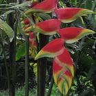 Heliconia, Planta exótica