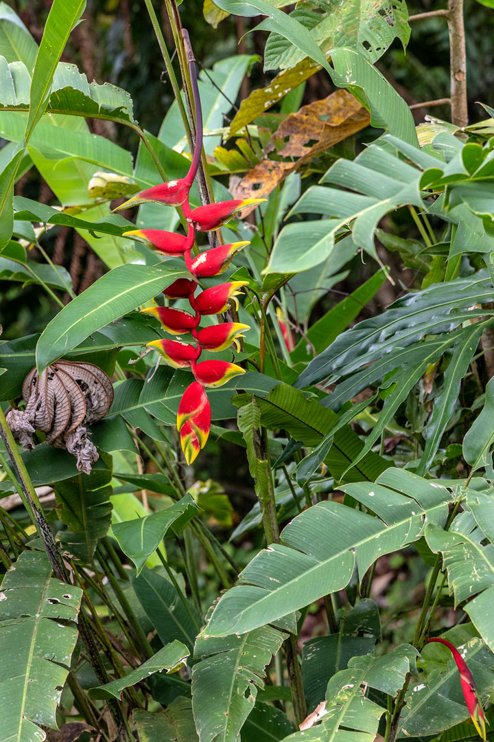 Heliconia platystachys