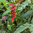 Heliconia platystachys