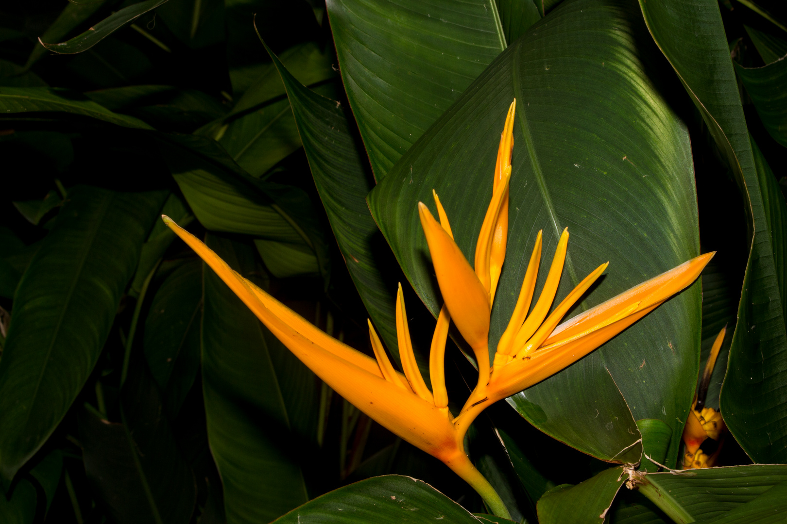 Heliconia psittacorum