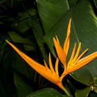 Heliconia psittacorum