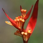 Heliconia psittacorum :o)))