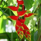 Heliconia rostrata