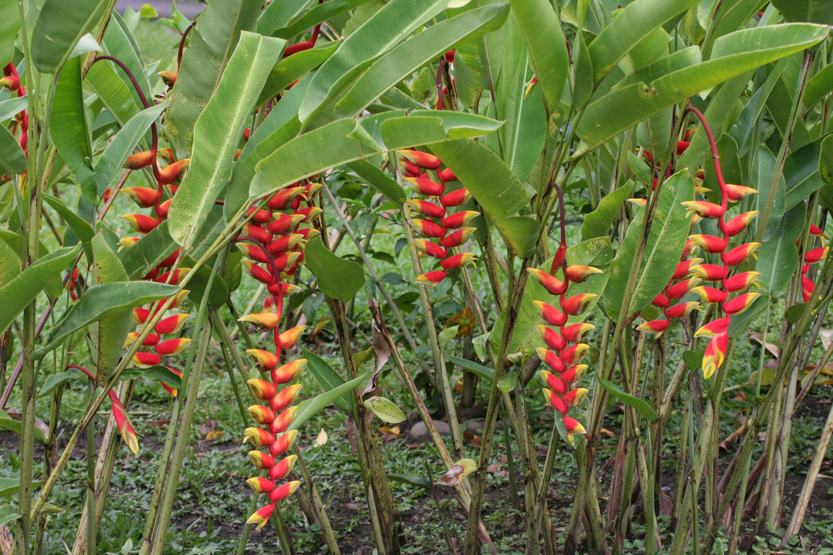 Heliconia rostrata