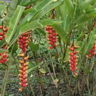 Heliconia rostrata