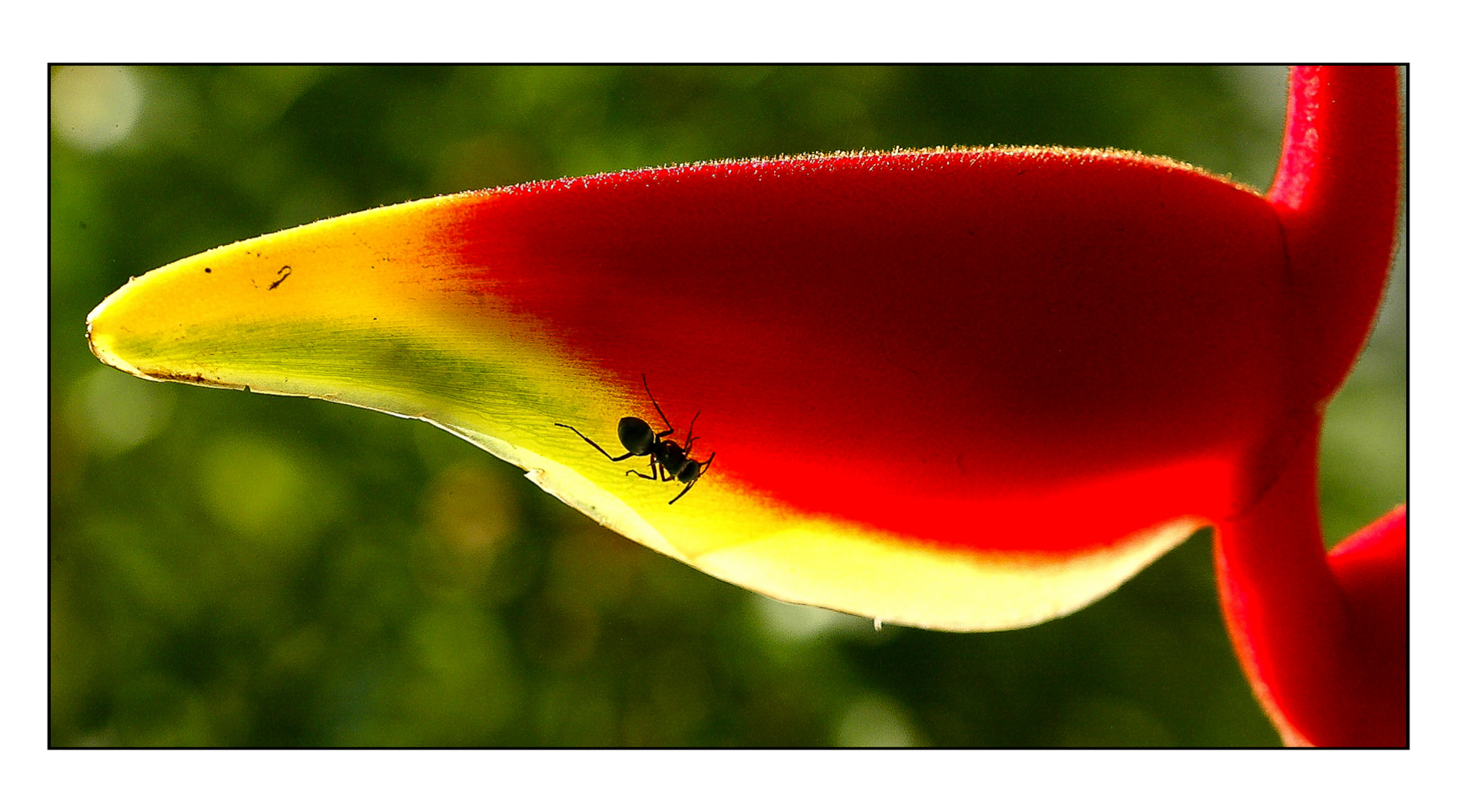 Heliconia rostrata