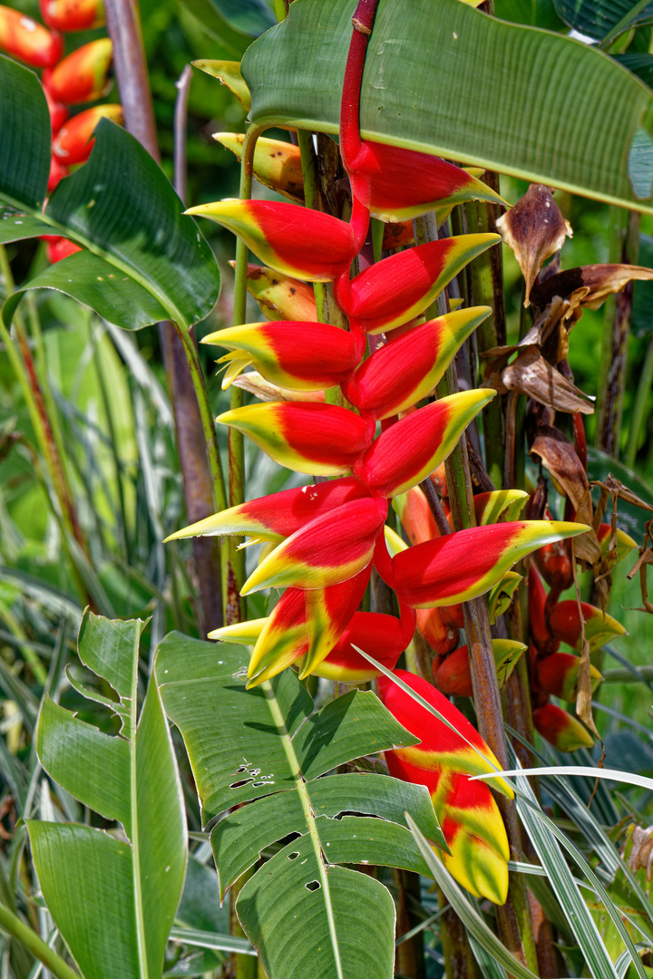 Heliconia rostrata Foto & Bild north america, central america