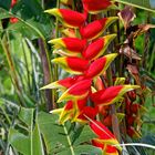 Heliconia rostrata