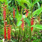 Heliconia rostrata