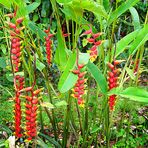 Heliconia rostrata