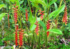 Heliconia rostrata