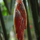 Heliconia rostrata