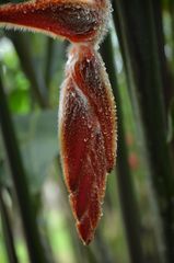 Heliconia rostrata