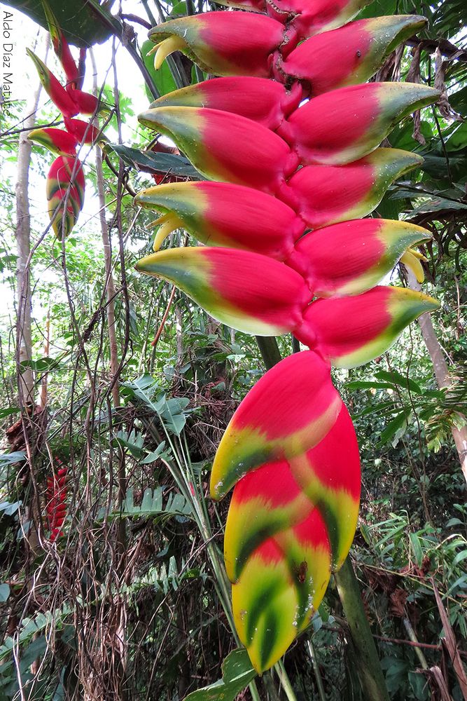 Heliconia rostrata.