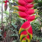 Heliconia rostrata.