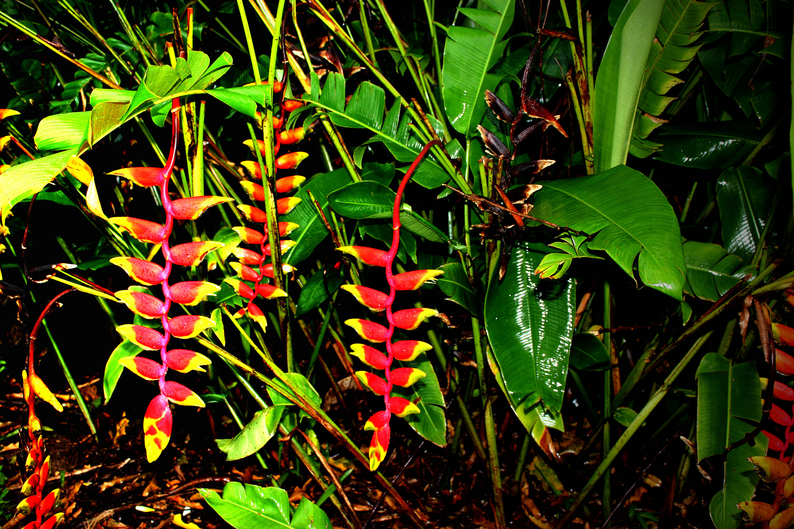 Heliconia rostrata, Bonatic Gardens, Darwin, Northern Territory, Australia, February 2014