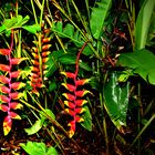 Heliconia rostrata, Bonatic Gardens, Darwin, Northern Territory, Australia, February 2014