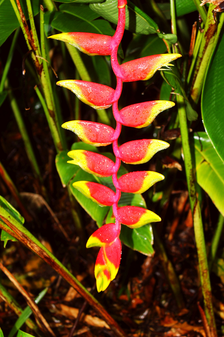 Heliconia rostrata, Bonatic Gardens, Darwin, Northern Territory, Australia, February 2014