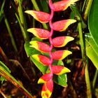 Heliconia rostrata, Bonatic Gardens, Darwin, Northern Territory, Australia, February 2014