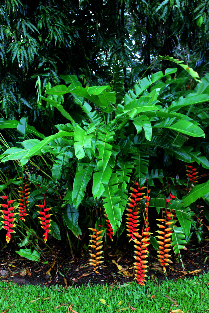 Heliconia rostrata, Bonatic Gardens, Darwin, Northern Territory