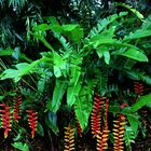 Heliconia rostrata, Bonatic Gardens, Darwin, Northern Territory