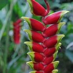 Heliconia rostrata