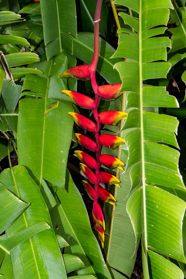 Heliconia rostrata