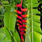 Heliconia rostrata