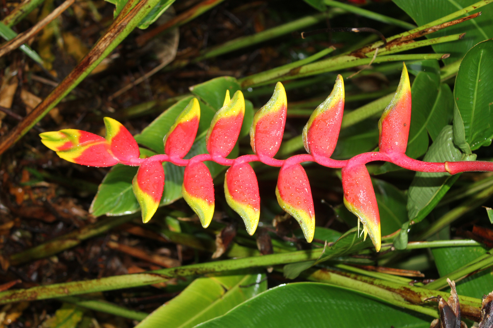 Heliconia rostrata